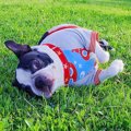 犬がいびきをする原…