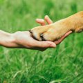 犬のしつけに重要な…