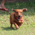 愛犬とジョギングを…