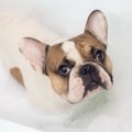 短毛の犬を飼う時に…