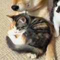 犬の前足に『保護子…
