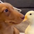 『テレビを観たい犬…