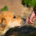 犬の『人間よりも優…