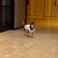 小さなチワワが『結…