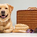 客室で愛犬同伴OK！…