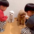 双子の小さな男の子…