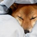 犬がお布団に潜り込…