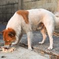犬の拾い食いをやめ…