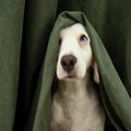 犬が家の中で『かく…