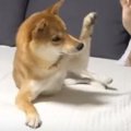 「ハーイ」に挑戦す…