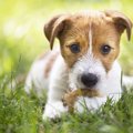 犬に『鱈（たら）』…