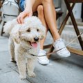 『テラス席のみ犬同…