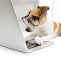 愛犬との生活で困っ…