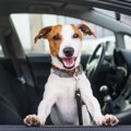 犬が車に乗ると落ち…