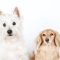 犬に『立ち耳』と『…