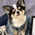 犬の写真を撮った結…