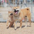 犬の成長に合わせて…