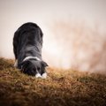 犬がおじぎをする時…