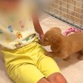 赤ちゃん犬を飼って1…