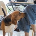 犬が嫉妬してしまう…