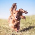 犬が全身を使って大…