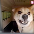 飼い主の指、腕、頬…