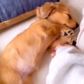 赤ちゃん犬が『満腹…