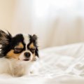 犬が『塩対応』にな…