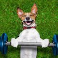 犬に体力をつけさせ…