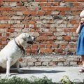 愛犬家にも分かって…