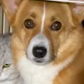 飲んでいた水を猫に…