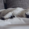 犬が寝る位置を変え…