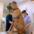 超大型犬が『動物病…