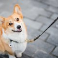 犬に散歩をもっと楽…