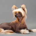 細い犬の魅力！小型…
