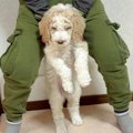 体重2キロの子犬を飼…