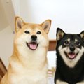 もう一匹犬を飼いた…