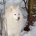 ロシアが原産国の犬…
