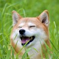 犬は家族の匂いを嗅…