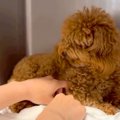 飼育放棄されたボサ…