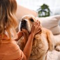 犬が人間のことを『…