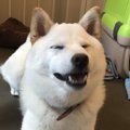 ドッグレスキュー！…