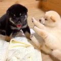 赤ちゃん犬が『暇に…