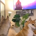 犬たちとアニメ『ワ…
