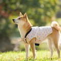 犬の社会化不足と問…