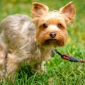 犬のウンチにおける…