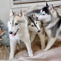 『3匹のハスキー犬』…