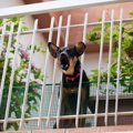 犬をマンションで飼…
