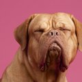 犬にとってはキツイ…