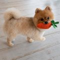 犬が『おもちゃを離…